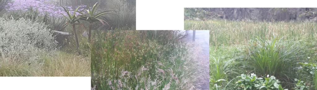 International Sustainable Landscaping Course 2 Eco friendly sustainable landscape garden with indigenous grasses