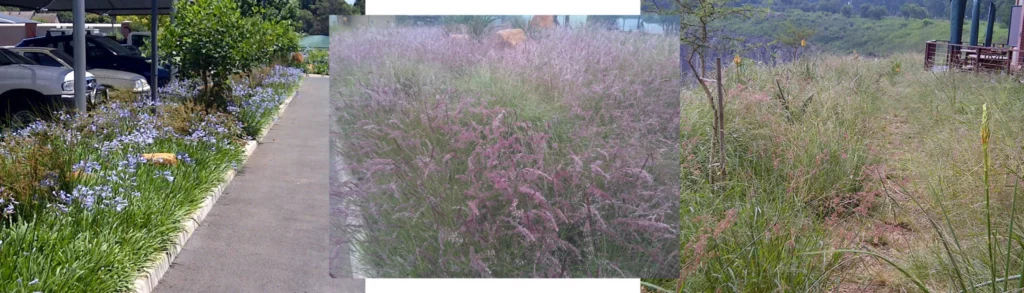 International Sustainable Landscaping Course 3 Sustainable landscape planting for ecological urban environments