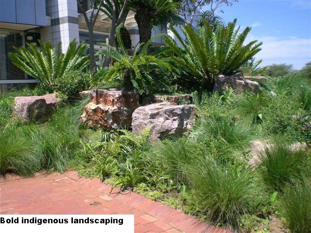 South African grasses in sustainable landscaping 1 CIMG1390